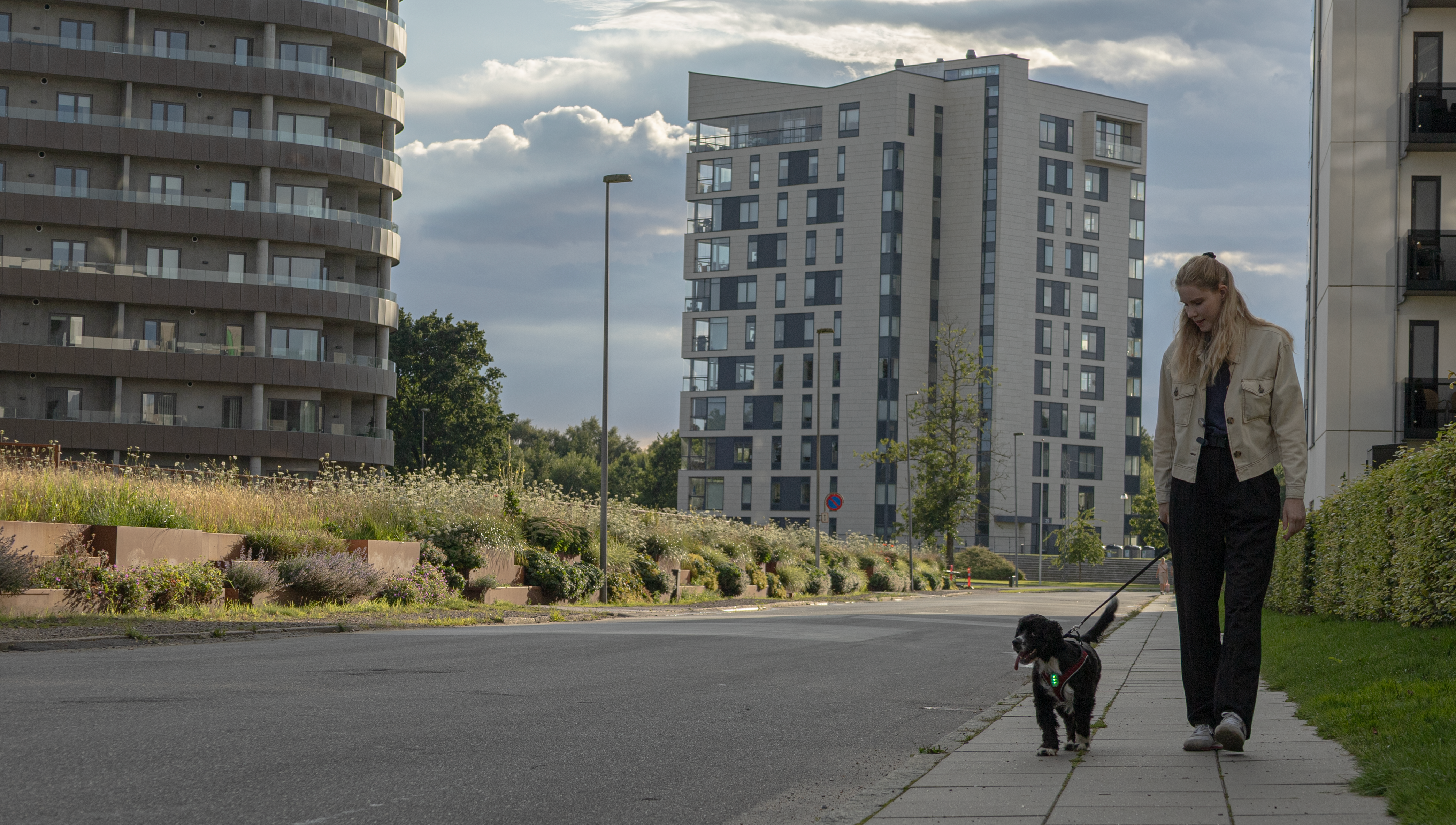 The Ultimate Gift Guide for Dogs and Dog Owners: Unique Safety Gifts That Show You Care